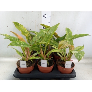 Philodendron   ...