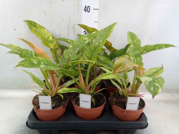<h4>Philodendron   ...</h4>