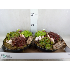 Arr.  Sempervivum L%