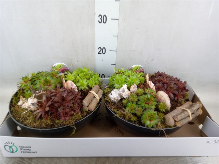 <h4>Arr.  Sempervivum L%</h4>