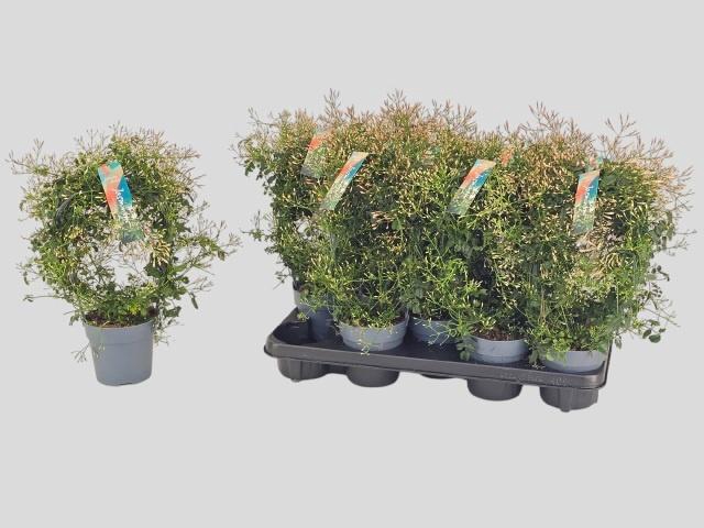 <h4>JASM POLYANTHUM WIT</h4>