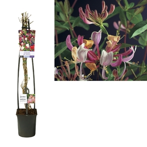 Lonicera per. 'Serotina' +light label