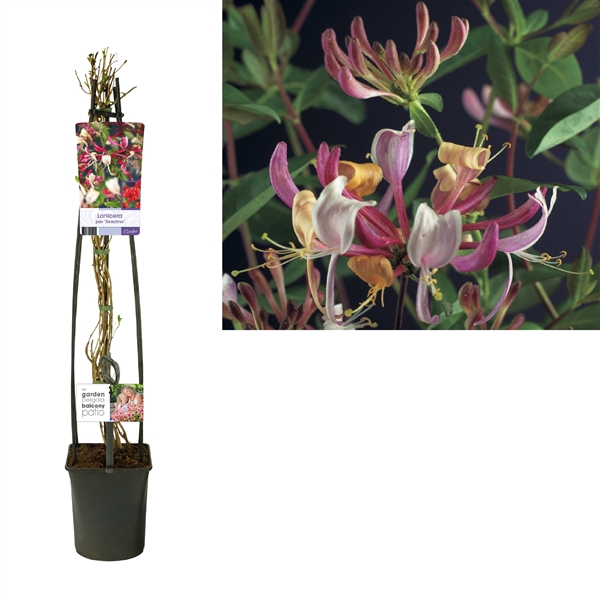 <h4>Lonicera per. 'Serotina' +light label</h4>