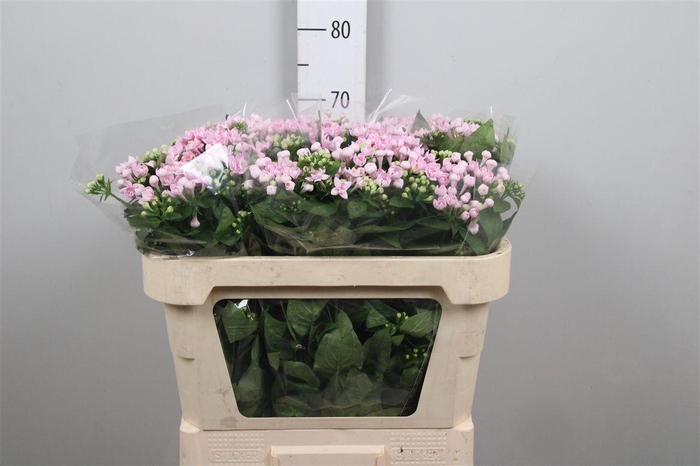 <h4>Bou Du Princie Imp</h4>