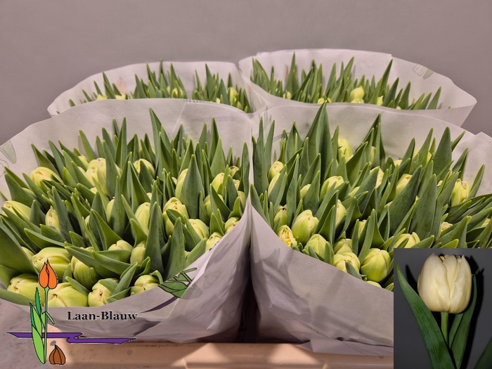 <h4>TU DU VERONA</h4>