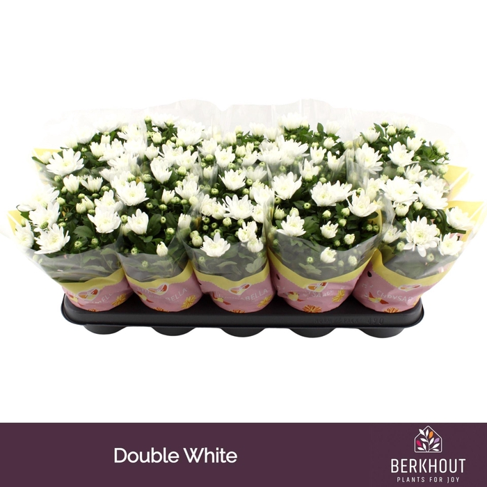 Chrysanthemum Brave
