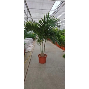 Veitchia merrillii 3pp