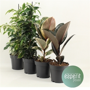 Ficus Ficuss Mix 3-4 srt.