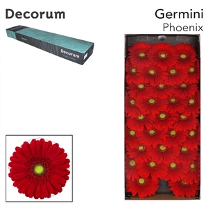 Germini Phoenix Doos