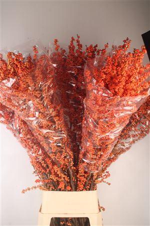 <h4>Ilex Mag Daydream</h4>