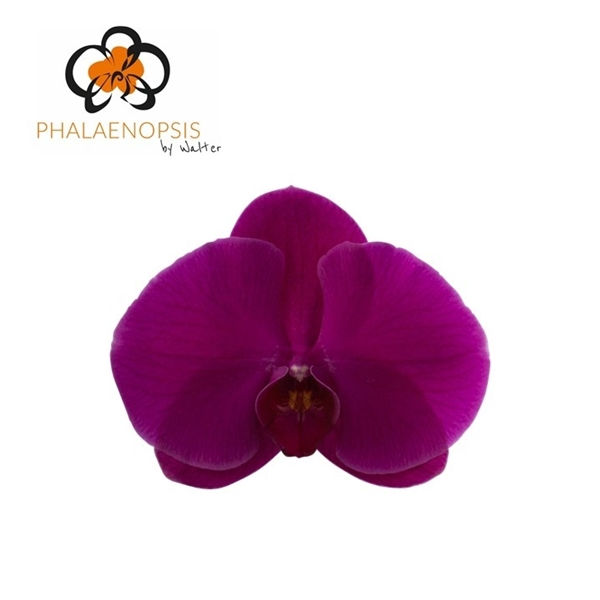 <h4>Phal Purple Haze 7-9</h4>