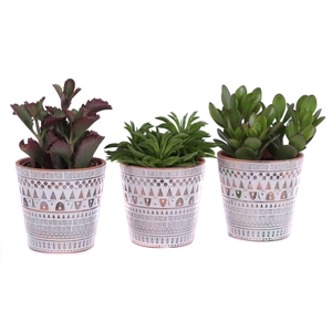 Succulenten mix Ø12cm in Ø14cm Ceramic Pot Inca