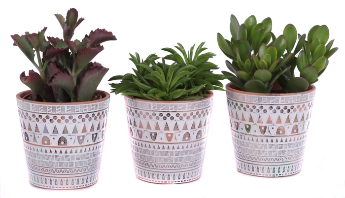 <h4>Succulenten mix Ø12cm in Ø14cm Ceramic Pot Inca</h4>