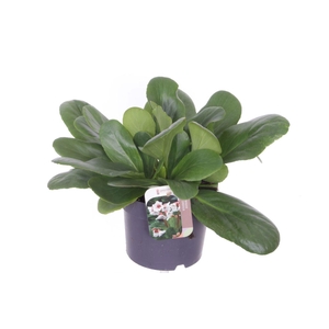 Bergenia Bressingham White