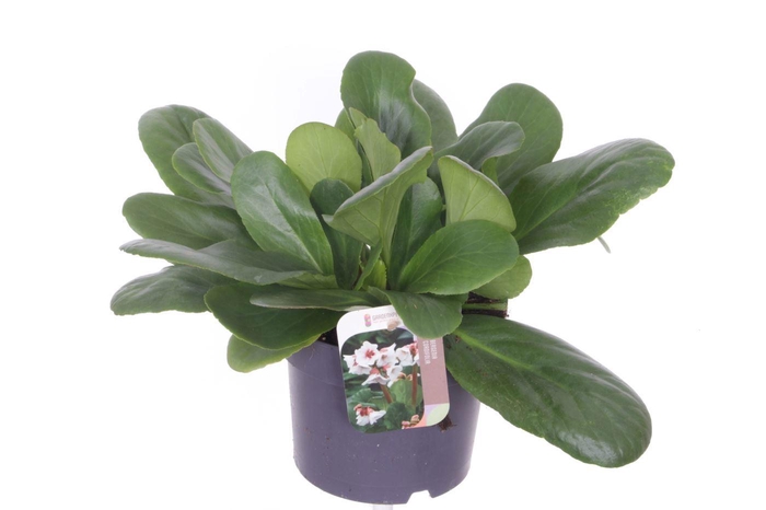 <h4>Bergenia Bressingham White</h4>