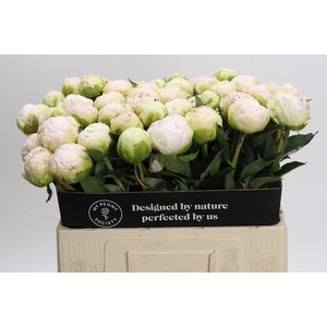Paeonia Moon over Barrington