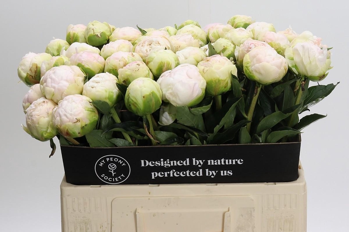 <h4>Paeonia Moon over Barrington</h4>