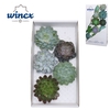 Echeveria Mix (wincx) Cutfl (5spc.)