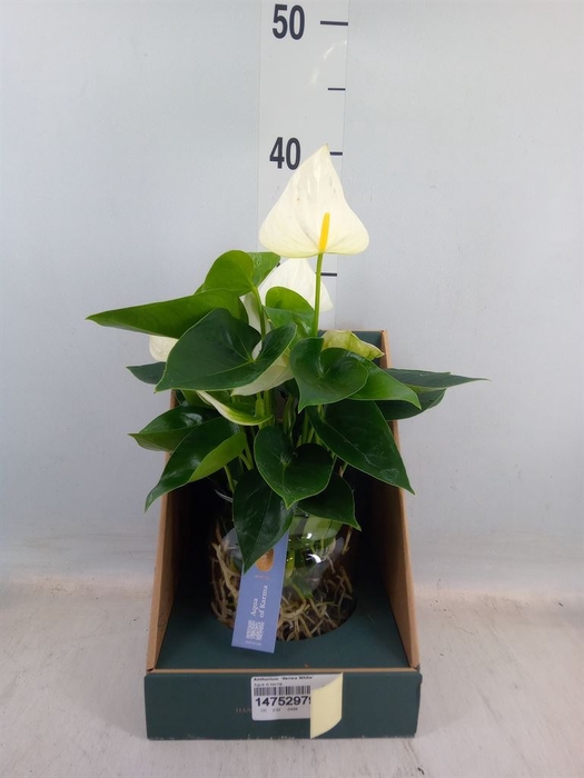 <h4>Anthurium  'Karma White'</h4>