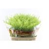 Thlaspi Green Bell 45 Gram