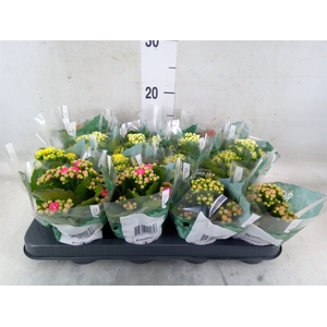Kalanchoe blos. 'RosDon Collection'