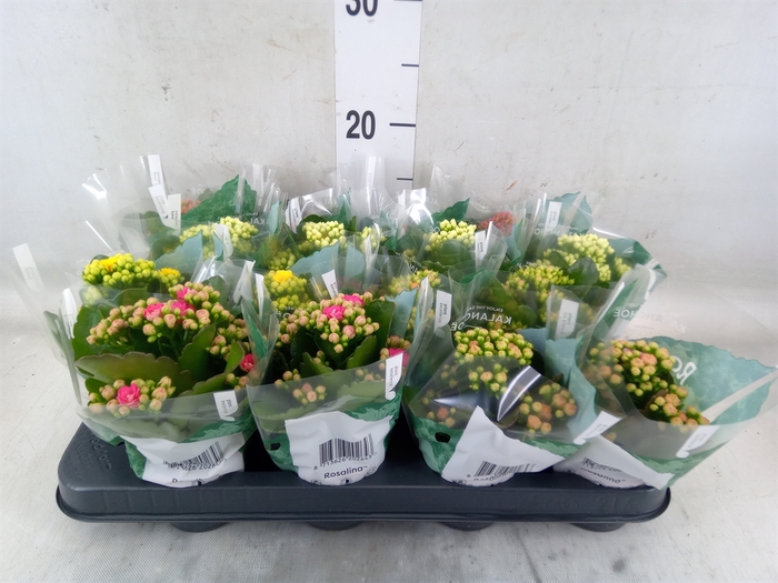 <h4>Kalanchoe blos. 'RosDon Collection'</h4>
