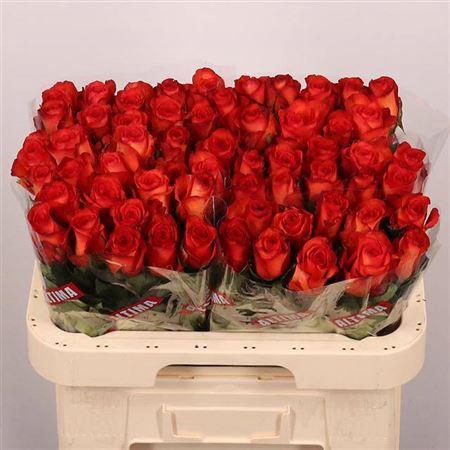 <h4>R Gr Meteor</h4>