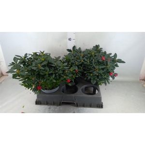 Rhododendron sim. 'Jimmy'