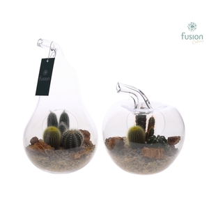 Peer en Appel glas met Cactussen FC22.1244