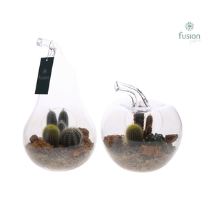 Peer en Appel glas met Cactussen FC22.1244