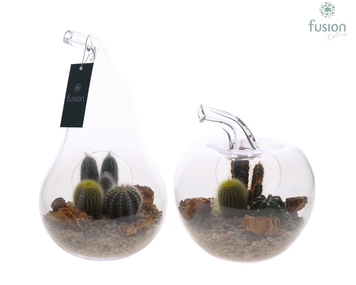 <h4>Peer en Appel glas met Cactussen FC22.1244</h4>