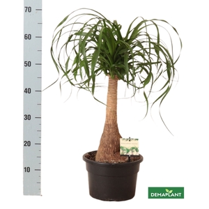 BEAUCARNEA RECUR