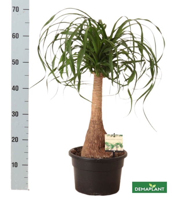 <h4>BEAUCARNEA RECUR</h4>