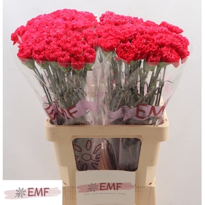 Di St Bizet EMF