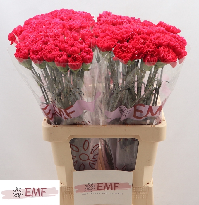 <h4>Di St Bizet EMF</h4>