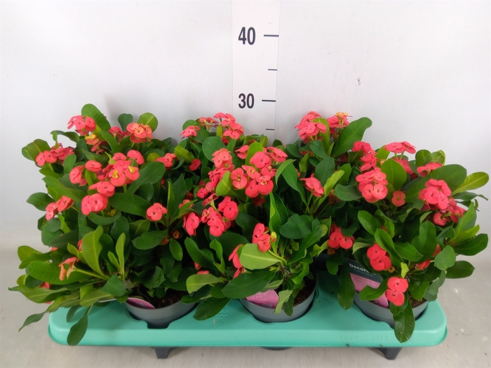 <h4>Euphorbia milii 'Maxi Olympia'</h4>