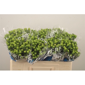 Hyp Coco Bamboo Green