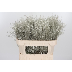 Lepidium Kl Bh Platina