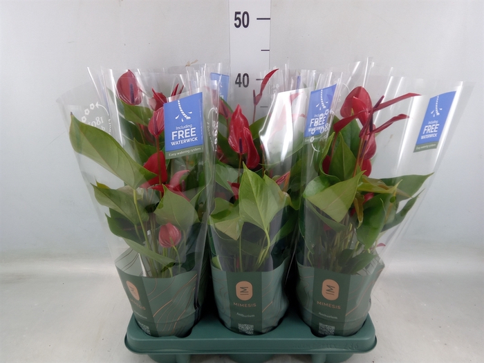 <h4>Anthurium  'Banderola Lava'</h4>