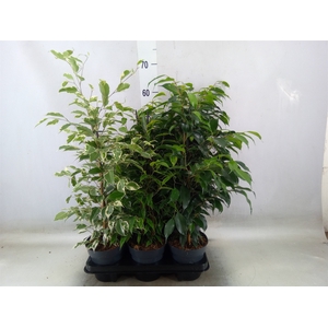 Ficus benja.   ...mix