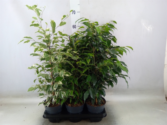 <h4>Ficus benja.   ...mix</h4>
