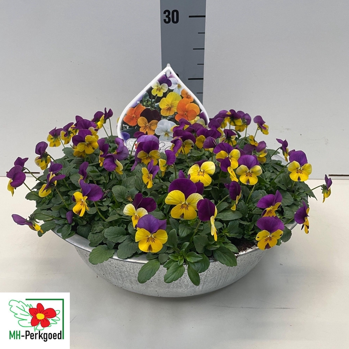 <h4>VIO CO SORBET GEM</h4>