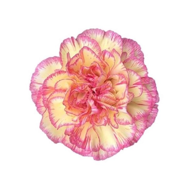 <h4>Dianthus St Spritz</h4>