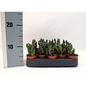 OPUNTIA