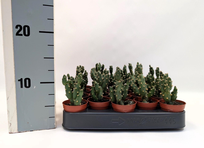 <h4>OPUNTIA</h4>