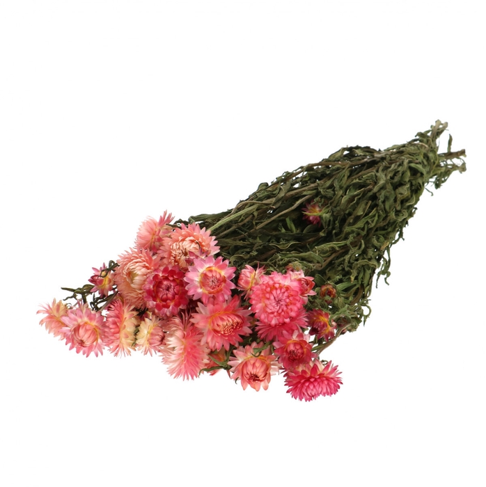 <h4>Droogbloem Helichrysum 45cm 100g</h4>