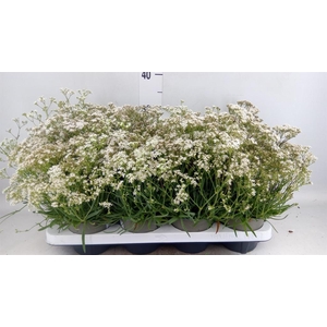 Gypsophila   ...