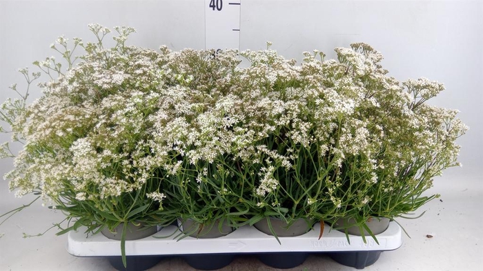 <h4>Gypsophila   ...</h4>
