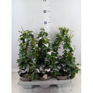 Hedera   ...green leafed