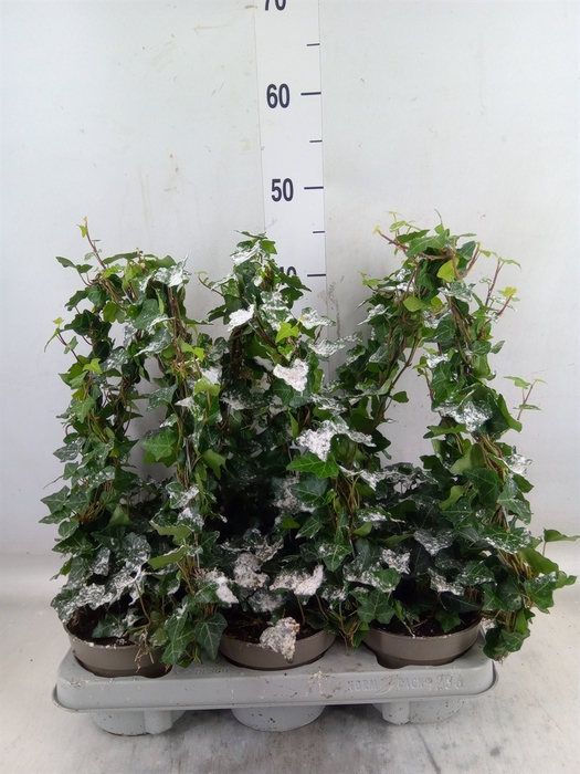 <h4>Hedera   ...green leafed</h4>